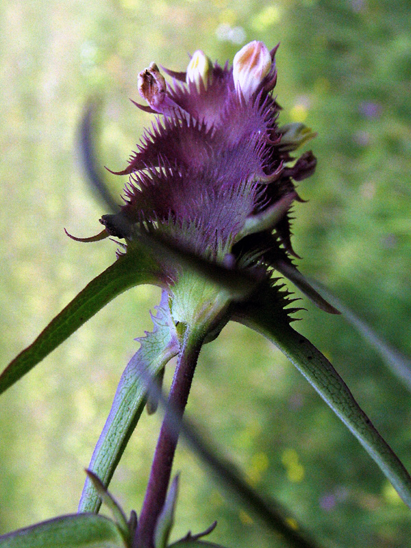 Melampyrum cristatum L.